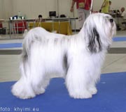 V1, CAC, CACIB, BOB SESHIKA'S D'NAMPAR NANGZA OF SHAMBAVARA